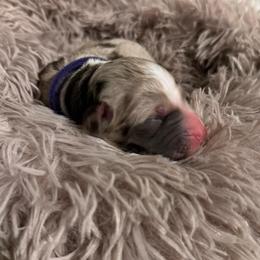 Sienna - Red merle female Aussiedoodle puppy in Kensington, Ohio from Hickory Hideaway Doodles