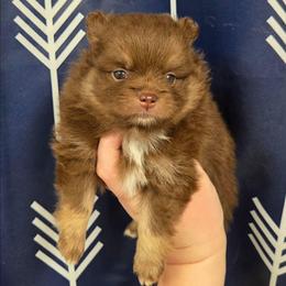 Girl 2 - Chocolate female Pomeranian puppy in Washington, North Carolina from Grace's Poms🐾💕