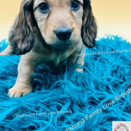 Dachshund Puppies from Dachshund Family Love Breeders