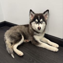 Frankie - Black and white female Pomsky puppy in La Verne, California from Red Cedar Pomskies
