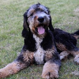 Bandit - Bernedoodle