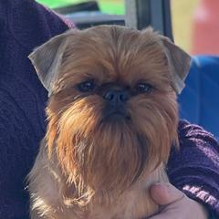 Tory - Brussels Griffon