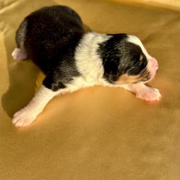 Aspen - Black tri-color male Australian Shepherd puppy in Beaverdam, Virginia from Cimmarun Farm Aussies
