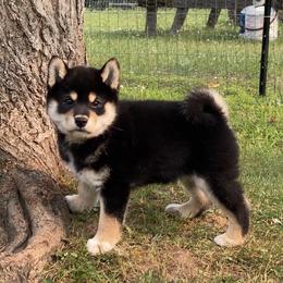 Raven - Black and tan male Shiba Inu puppy in Newberry, Michigan from Day Dream Akita & Shiba Inu