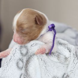 Cavapoo and Saint Bernard Puppies from Horseshoe Drive Kennel
