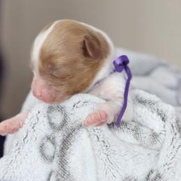 Cavapoo and Saint Bernard Puppies from Horseshoe Drive Kennel