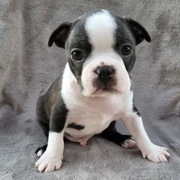 Boston Terriers from Charlie Chaplin Jr. Boston Terriers