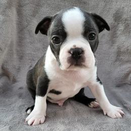 Boston Terriers from Charlie Chaplin Jr. Boston Terriers