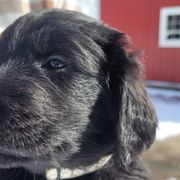 Flat-Coated Retrievers from Stonewall Retrievers