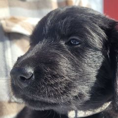 Flat-Coated Retrievers from Stonewall Retrievers