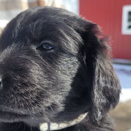 Flat-Coated Retrievers from Stonewall Retrievers