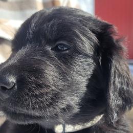 Flat-Coated Retrievers from Stonewall Retrievers