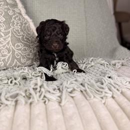 Neptune - Red phantom male Aussiedoodle puppy in Sweetwater, Florida from Sandy Snout Doodles