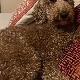 Poodles from The North Forty
