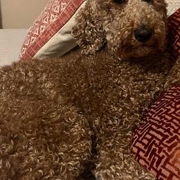 Poodles from The North Forty