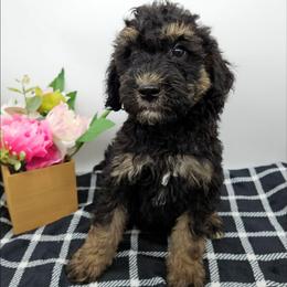 Cosmos - Phantom male Bernedoodle puppy in Granton, Wisconsin from Rose River Farms