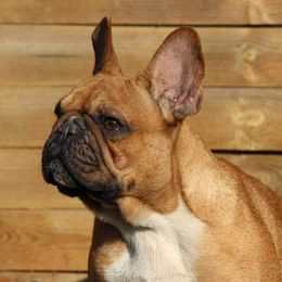 Amira - French Bulldog
