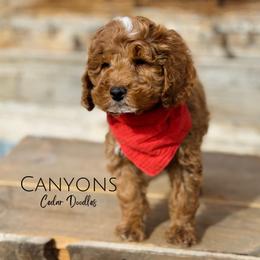 Goldendoodle Puppies from Cedar Doodles