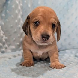 White Boy - Cream male Dachshund puppy in Cypress, California from Ferrario Dachshunds