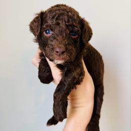 Cocoa - Chocolate female Goldendoodle puppy in Auburn, Indiana from Martin’s Doodles