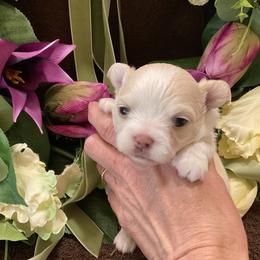 Chihuahua Puppies from Knox Rock'n Chihuahuas