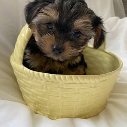 Yorkshire Terrier Puppies from Happy tail yorkies