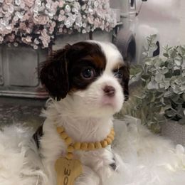 Cavalier King Charles Spaniel, Cavapoo, and Poodle Puppies from Far West Texas Oodles of Cavi's & Cavoodles