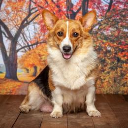 Pembroke Welsh Corgis from Country Road Puppies