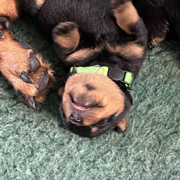 Rottweiler Puppies from Dragonstar Rottweilers