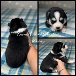 Doody - Black and white male Pomsky puppy in Rossville, Georgia from Scenic City Pomskies
