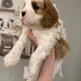 Ollie - Blenheim male Cavapoo puppy in Brandenburg, Kentucky from Bluegrass River Newfoundlands