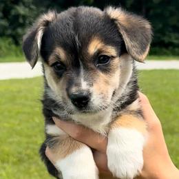 GREEN girl OLIVE - Black and tan female Pembroke Welsh Corgi puppy in Milan, Indiana from Cedar Ridge Corgis