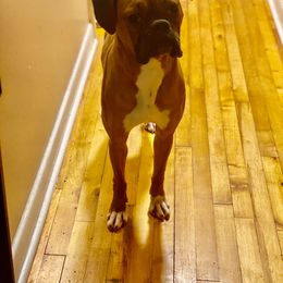Stella - Boxer
