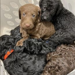 Labradoodles from Kamga Labradoodles