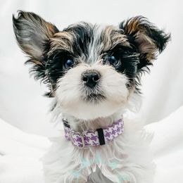 Dachshund, Great Dane, and Yorkshire Terrier Puppies from WZ Kennels