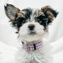 Dachshund, Great Dane, and Yorkshire Terrier Puppies from WZ Kennels