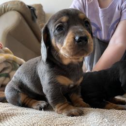 Dachshund Puppies from Lucky 11 Ranch