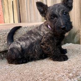 Icicle (purple) - Brindle female Scottish Terrier puppy in Chattanooga, Oklahoma from Lottie Dottie Scottie’s and Papillons