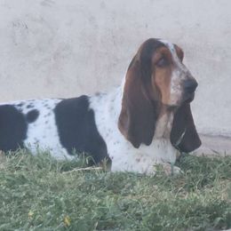 Eurynome - Basset Hound