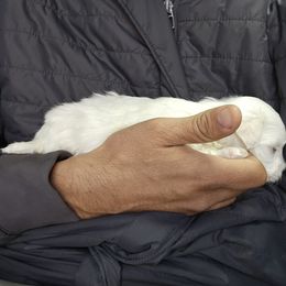 Maltese Puppies from Emotional Amor Support