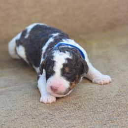 Dark blue - Brown and white male Bernedoodle puppy in Scottsboro, Alabama from Dixie Land Doodles