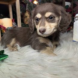Tootsie (Roll) - Chocolate and cream male Dachshund puppy in Batesville, Arkansas from Willow Tree Dachshunds