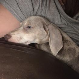 Dachshund Puppies from Rich’s beautiful dachshunds