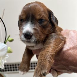 Lulu - Brown female Whoodle puppy in Concord, North Carolina from RockyRiverDoodles