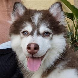 Vernon - 1200 - Red and white male Pomsky puppy in Spring Hill, Florida from www.PuppyTimeEmporium.com