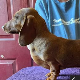 Carlos - Dachshund