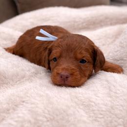 Judd - Chocolate male Goldendoodle puppy in Pittsburg, Texas from Grace Springs Goldendoodles