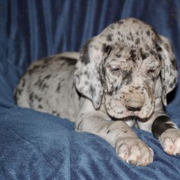 Great Dane and Miniature Schnauzer Puppies from River Valley Great Danes