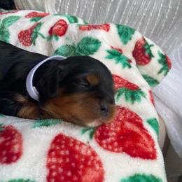 Romeo Boy 4 - Black and tan male Cavalier King Charles Spaniel puppy in Phoenix, Arizona from Larisa's Cavaliers