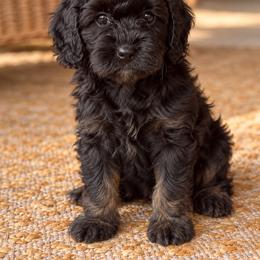 Ivy - Black and tan female Cavapoo puppy in Alachua, Florida from SongPaws